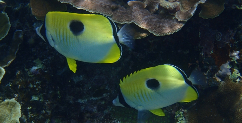 �ێ��I�C���b�D�P���\�h�E��������P�A�ɁI�y�X�g���b�`�}�[�N�I�C���z
���T�C�g